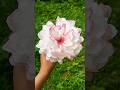DIY tissue paper flower | How to make a Carnation #diy #shortsviral #tissuepaperflower #paperflower