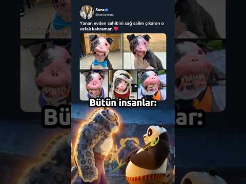 Sahibini kurtaran köpek 🫡