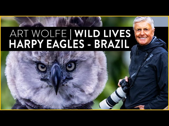 Harpy Eagle ((Harpia harpyia) flying from a pond, Brazil Stock