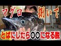 マグロの捌き方！（刺身・ネギトロ・とば）で食べる　279