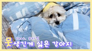 [망고하다] 스스로 못생긴걸 인정할 수 없는 강아지(feat. 뮤지컬)/ do_mango/ A puppy that doesn't like being ugly