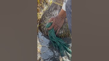 Quá đã luôn #shorts săn bắt theo máy cắt