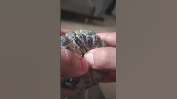 #سوره -  لقمان -  الايه 11