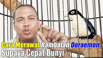 PERAWATAN RAMBATAN DORAEMON BIAR CEPAT GACOR || CARA MERAWAT RAMBATAN DORAEMON BAHAN CEPAT BUNYI