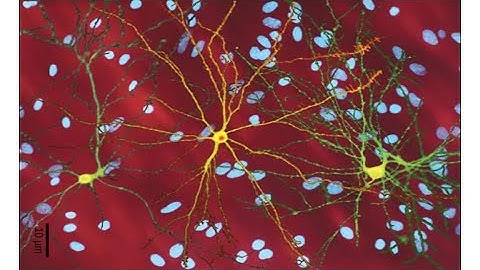 Gen Bio I Lesson 6: Basics of Genetics and Inheritance