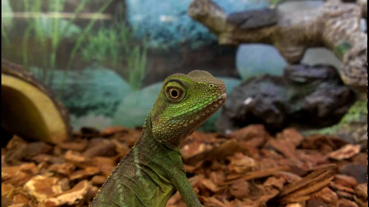 Lizard I met at PETCO. - YouTube