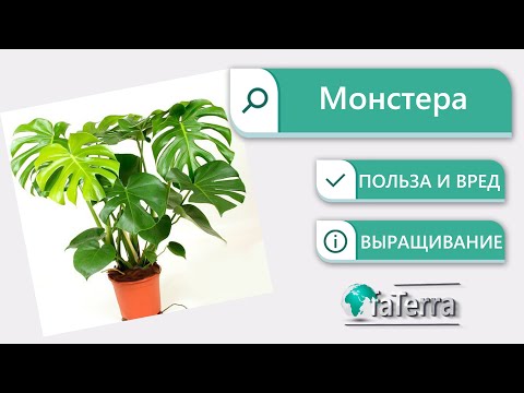 Можно ли держать дома монстеру? Уход за комнатным цветком монстера.