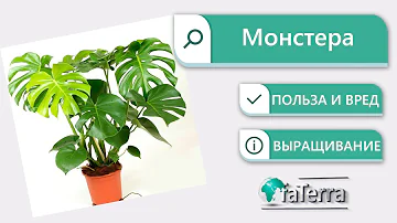 Можно ли держать дома монстеру? Уход за комнатным цветком монстера.