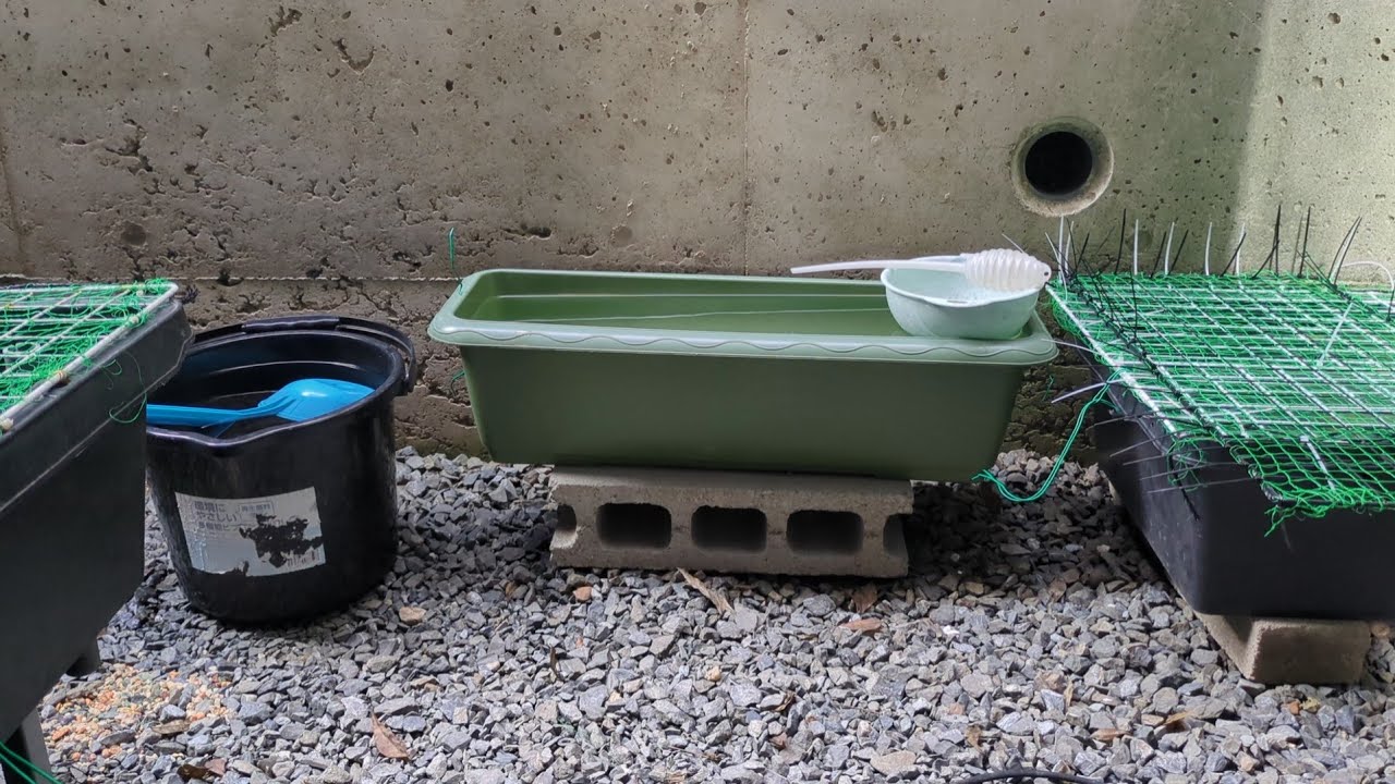 New Planter Goldfish (Water Change) - YouTube