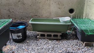 New Planter Goldfish (Water Change) - YouTube