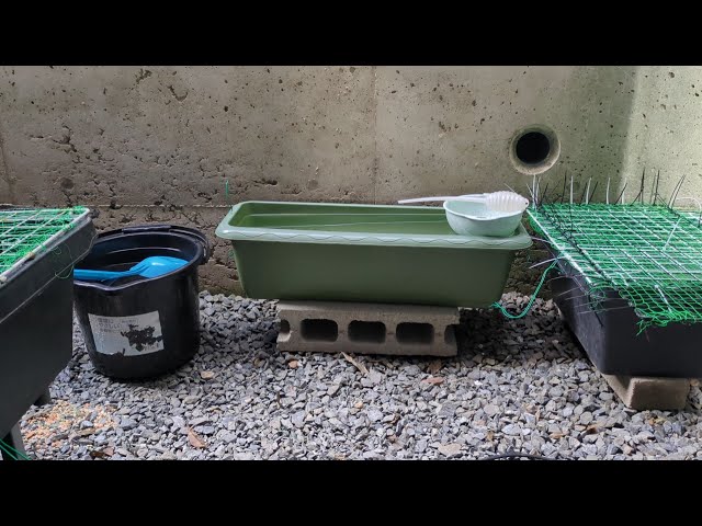 New Planter Goldfish (Water Change) - YouTube