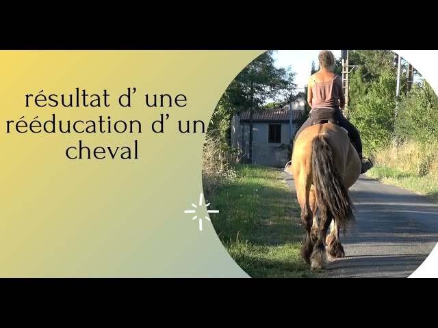 Résultat d' une rééducation d'un cheval. Les étapes