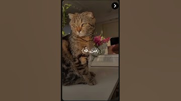 #القارئ عبدالرحمن مسعد