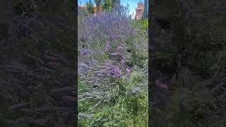 الخزامة ? la lavand lavender?