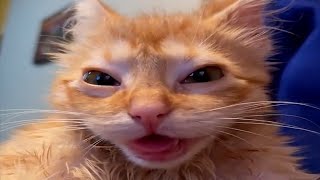 FUNNY CATS MEMES COMPILATION V38