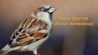 House Sparrow (Passer domesticus) / Sparrow Video / Common Sparrow / Sparrow Calls and Chirping