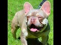 Top 10 French Bulldog studs