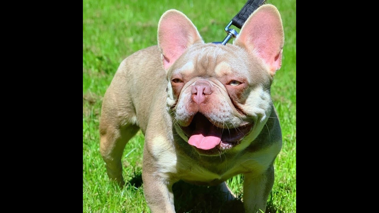 Top French Bulldog Studs Don t miss out | bulldogs