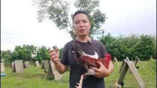 Download lagu LDT line Boston Roundhead with infuse of Claret side in our inbreed process #sabongonlinetips