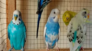 12 hours of budgie sounds to encourage your parrot to eat and sing Budgies Singing by Beel Pet Budgie Sounds  1,044 views 2 weeks ago 11 hours, 58 minutes