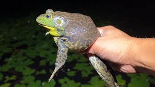 The person who is the best at catching bullfrogs in Japan has been decided