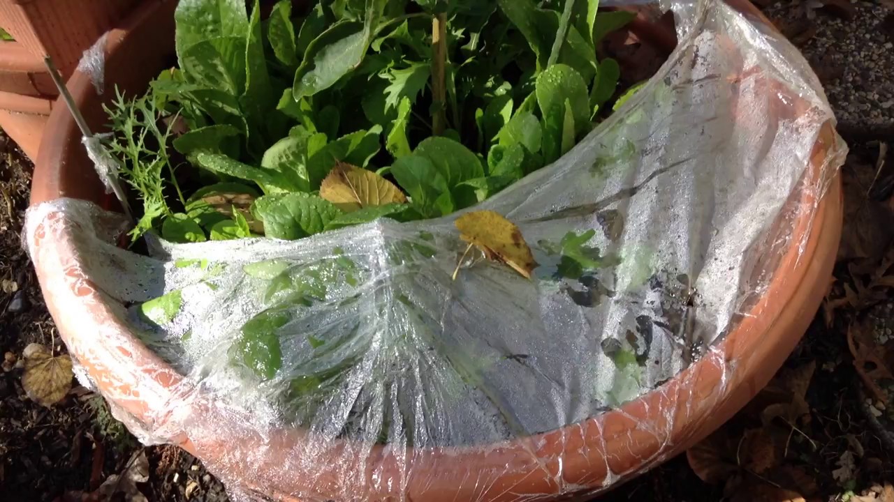 DIY Garden Plastic Wrap Ideas: Tips For Gardening With Plastic Wrap