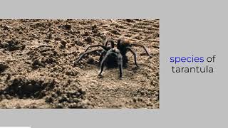 Tarantulas in the amazon rainforest