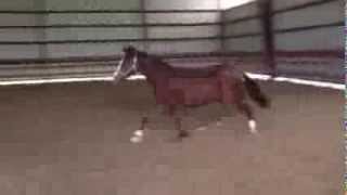 2012 APHA Gelding- Gifted With Charisma
