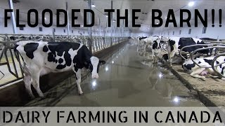 Cows Flooded The Barn!!