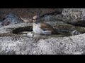 野鳥、シロハラの水浴