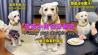 俏皮小狗快乐翻倍 Funny pup double joy#搞笑汪驾到#萌寵#搞笑#拉布拉多 #doglover #Labrador #labrado #dog #pets #cute #funny