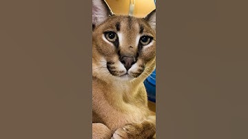 Fw Godzilla Vs Floppa (Godzilla