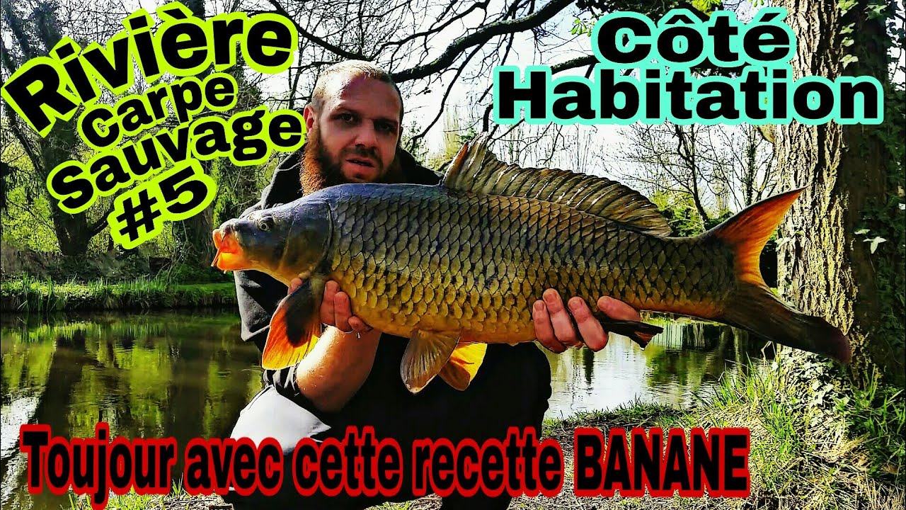 Pêche à la carpe Rivière sauvage 5 ( côté habitations ) YouTube