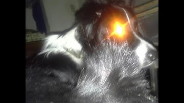 371 - RECORD ON JAVASCRIPT SNAKE!