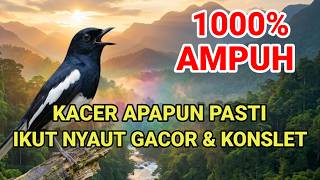 PANCINGAN KACER 1000% NGEPLONG AMPUH,KACER MALAS BUNYI MACET BAGONG LANGSUNG BUNYI LANGSUNG NYAUT
