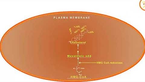 Statin drugs mechanism of action: HMG CoA reductase inhibitors