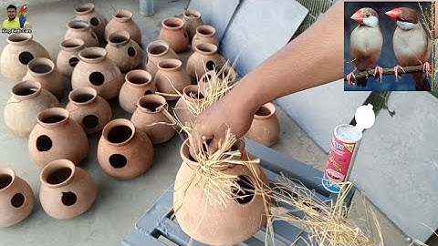 Fawn java Sparrow Breeding season Tips & care 2025-26 | Java sparrow breeding tips | Java Bird