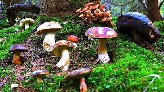 Пошуки грибів в Карпатах