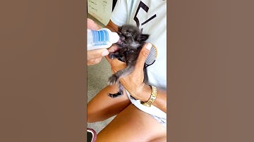 Jax the Rescued Kitten with No Tail is Growing Up! 🐈❤️