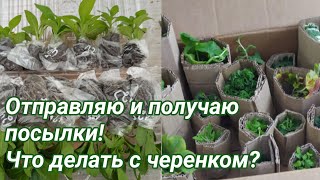 видео: Отправляю посылки и получаю! Что делать с черенком после получения? картинка: Отправляю посылки и получаю! Что делать с черенком после получения?