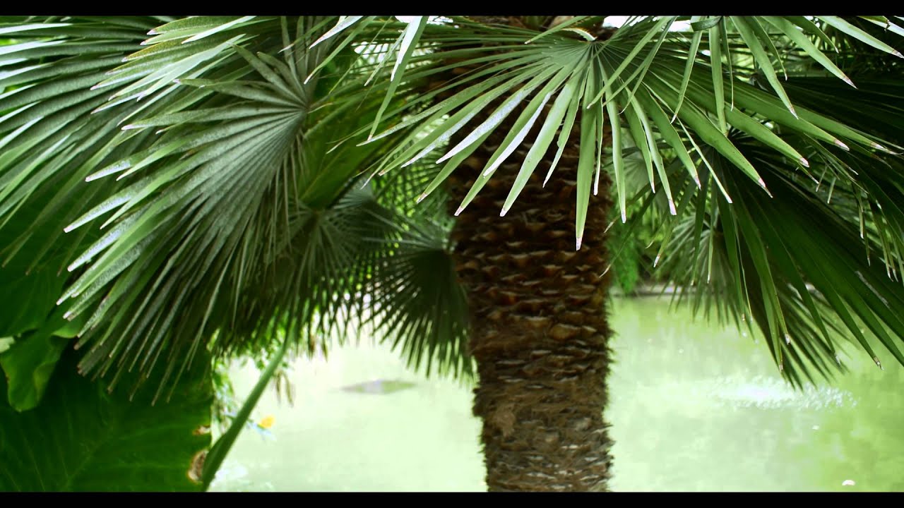 Japanese Tea Garden San Antonio in 4K