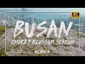 Korea🇰🇷- See Cherry Blossoms In Busan | 부산 벚꽃 | 4K 60p Drone
