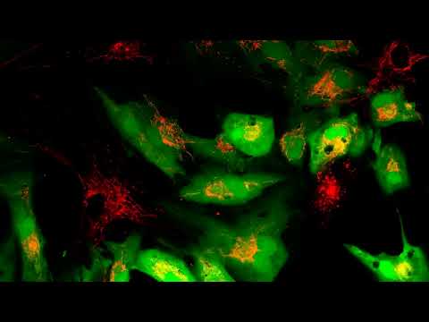 Recharging the Powerhouse of the Cell