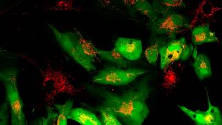 Recharging the Powerhouse of the Cell