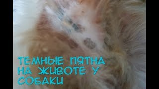 ТЕМНЫЕ ПЯТНА НА ЖИВОТЕ у щенка Тихона, ши-тцу ТЕМНЫЕ ПЯТНА НА ЖИВОТЕ у щенка Тихона, ши-тцу