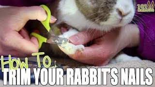 How To Trim a Rabbit