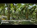 2025: Año de contrastes para los bananeros en Colombia  - TvAgro por Juan Gonzalo Angel