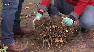 Kann man alte Pfingstrosen verpflanzen?