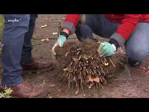 Video: Wie und wann man Asternpflanzen teilt: Eine Anleitung zum Trennen von Astern im Garten