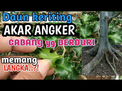 Video: Untuk apa pohon holly digunakan?